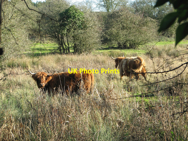 Photo 6"x4" Highland cattle on Flordon Common Flordon c2015
