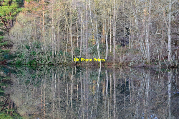 Photo 6"x4" Trees and reflections, Bowhill Estate Bowhill\/NT4227 c2015