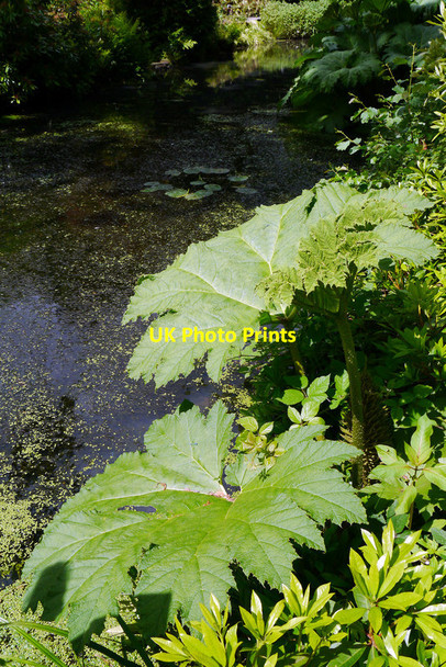 Photo 6"x4" Gunnera alongside the stream at Winterbourne Edgbaston c2014