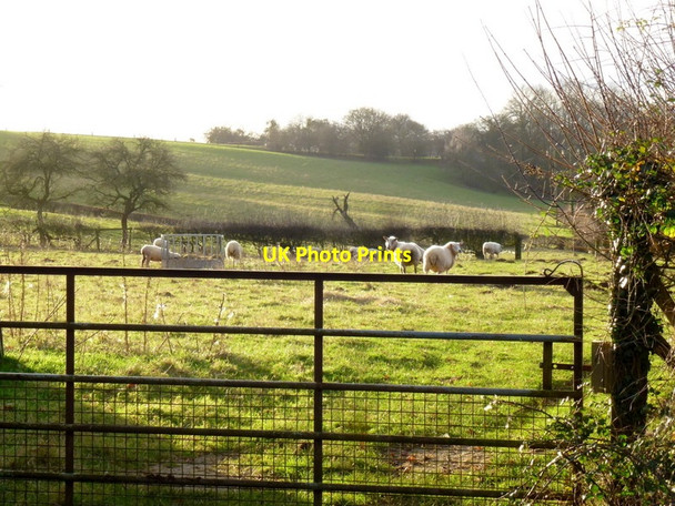 Photo 6"x4" Sheep pasture Bromyard c2014