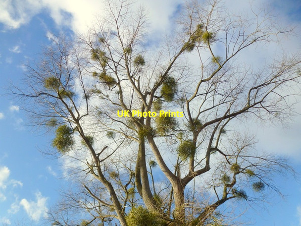 Photo 6"x4" Much mistletoe at Thing-hill, 1 Withington\/SO5643 c2014