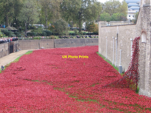 Photo 6"x4" Poppies at the Tower 7 London c2014