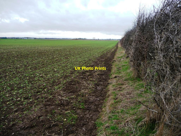 Photo 6"x4" Hedged field boundary, south of Leys Quarry Knottingley c2015