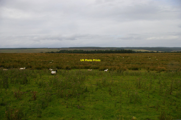 Photo 6"x4" Looking north near Peatrigg Birkshaw\/NY7765 c2012