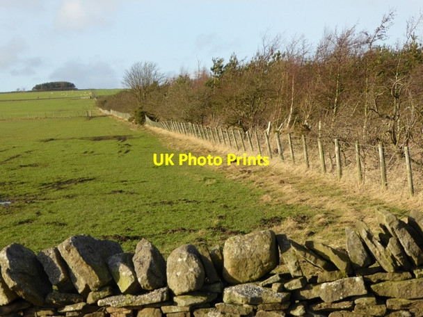 Photo 6"x4" Boundary of Newlandsgrange Plantation Shotleyfield c2015