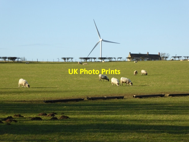 Photo 6"x4" Field with sheep off Boundary Lane East Law\/NZ0954 c2015