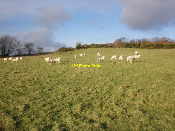 Photo 6"x4" Sheep pasture, near Stock Common Cheriton\/SS7346 c2015
