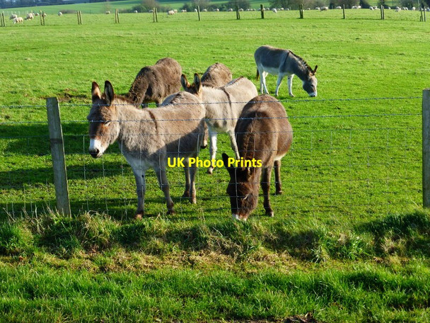 Photo 6"x4" Donkeys at Hill View Farm Hoe Gate c2015