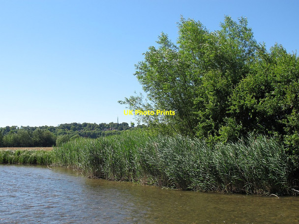 Photo 6"x4" Riverside weeds Salisbury c2014