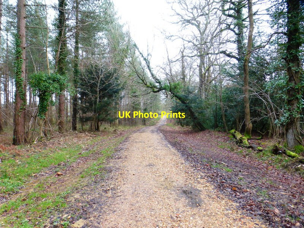 Photo 6"x4" Track to Hundred Acres Road in Forest of Bere Newtown\/SU6112 c2015