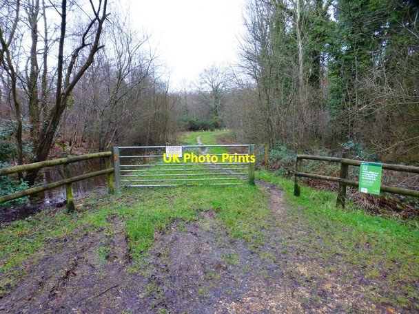 Photo 6"x4" Track into Forest of bere from Liberty Road Soberton Heath c2015