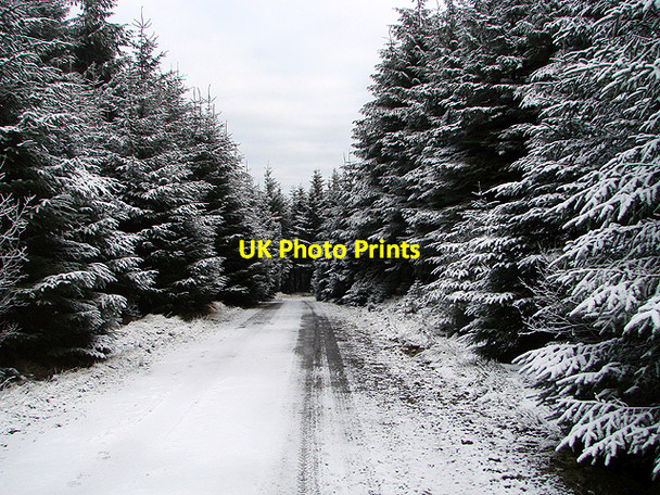 Photo 6"x4" Forestry road, Esgair Wen Llanifyny c2011