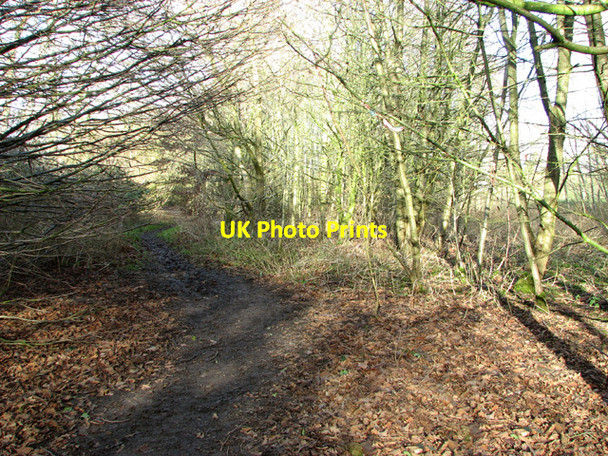 Photo 6"x4" Path in Poringland Community Wood Poringland c2015