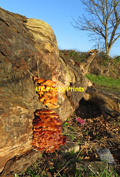 Photo 6"x4" Fungus on Log, North Ferriby Swanland c2015