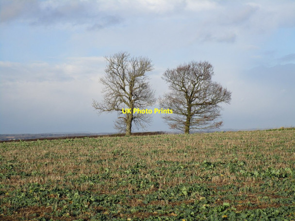 Photo 6"x4" Trees on Leys Lane West Markham c2015