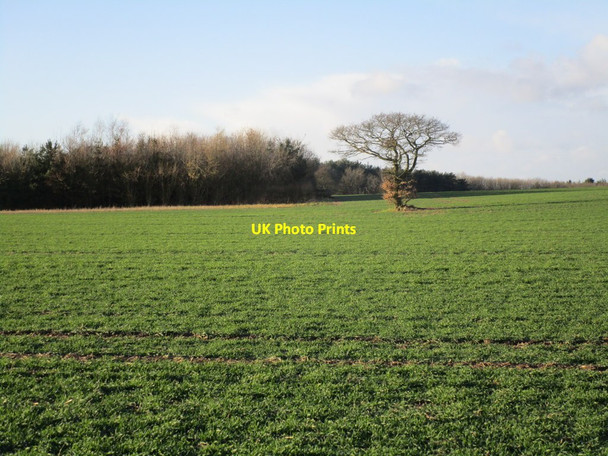 Photo 6"x4" View towards Farleys Wood Kirton\/SK6969 c2015