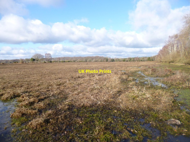 Photo 6"x4" Black Down, heathland Ashurst\/SU3310 c2015