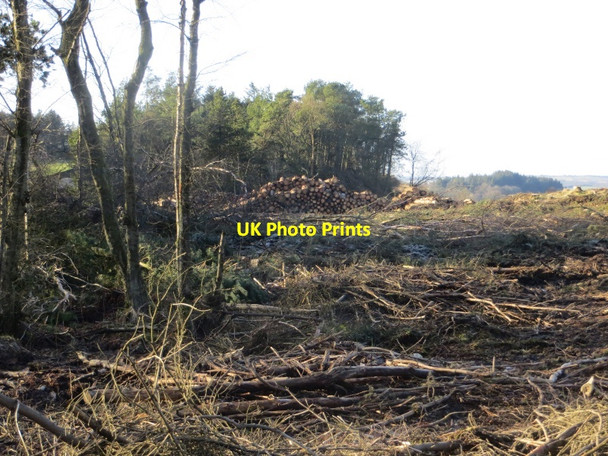 Photo 6"x4" Recently felled area, Beecraigs Linlithgow c2015