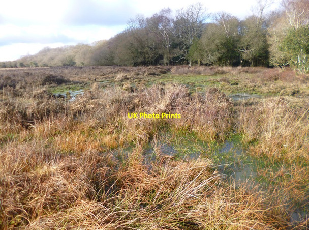 Photo 6"x4" Decoy Pond, floating bog Ashurst\/SU3310 c2015