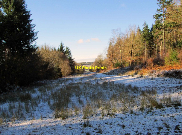 Photo 6"x4" Pipeline route in Wyre Forest in winter, near Buttonoak Buttonoak c2015