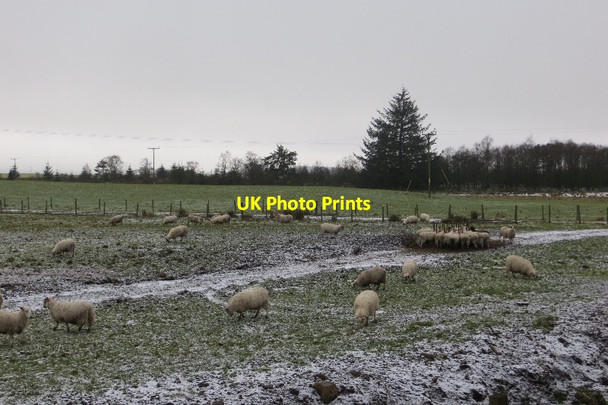 Photo 6"x4" Sheep pasture Crook of Devon c2015
