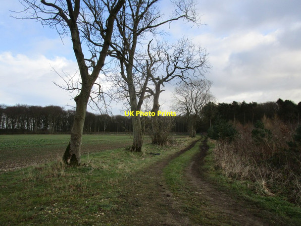 Photo 6"x4" Track to Oak Wood Gransmoor c2015