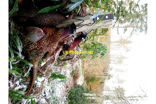 Photo 6"x4" Post shoot at Daisy's Woodside\/NJ0555 c2015