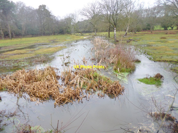 Photo 6"x4" Lyndhurst, Matley Bog Clayhill\/SU3007 c2015