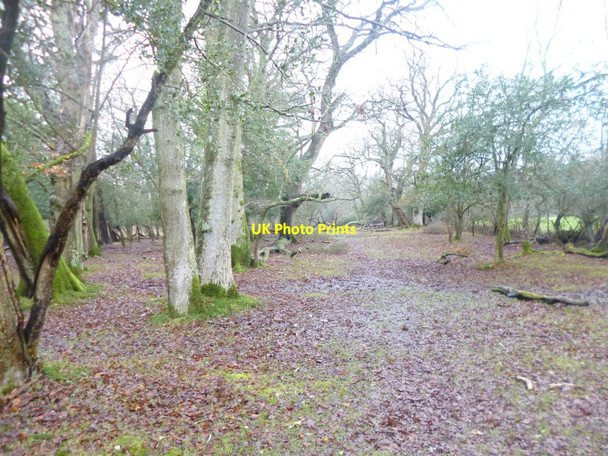 Photo 6"x4" Lyndhurst, bridleway Clayhill\/SU3007 c2015