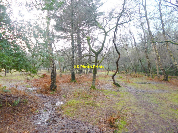 Photo 6"x4" Lyndhurst, open woodland Clayhill\/SU3007 c2015