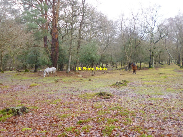 Photo 6"x4" Lyndhurst, ponies Clayhill\/SU3007 c2015