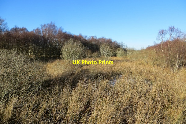 Photo 6"x4" Marsh, Tents Muir Leuchars c2015
