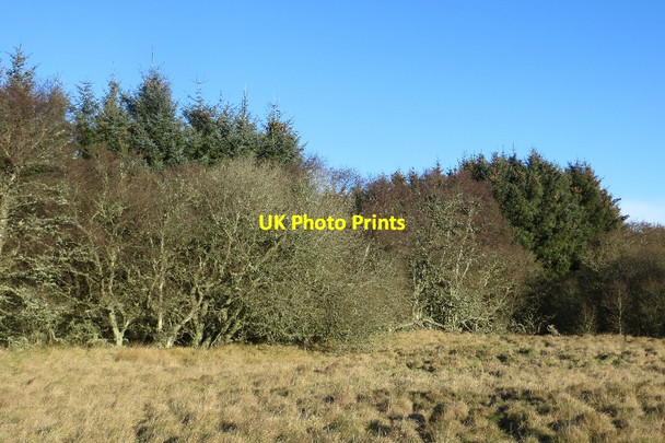 Photo 6"x4" Fir Park, Tents Muir Leuchars c2015