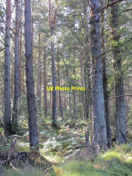 Photo 6"x4" Inshoch Wood Dyke\/NH9858 c2014