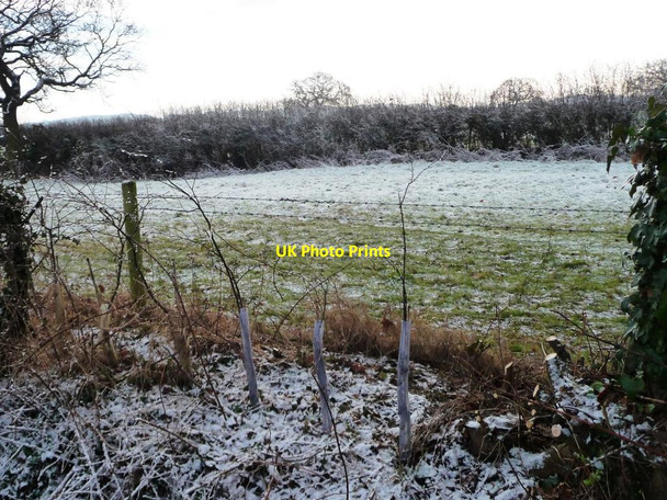 Photo 6"x4" Roadside hedge, south side, Chester Road Gatesheath c2015