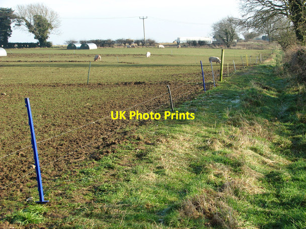 Photo 6"x4" Footpath past free-range pigs Hengrave\/TG1319 c2015