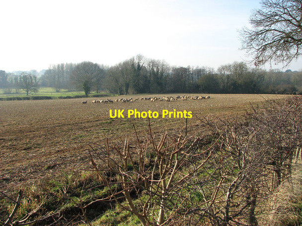 Photo 6"x4" Sheep in field by Woodlands Farm Hengrave\/TG1319 c2015