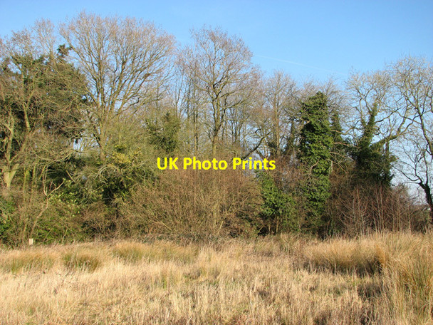 Photo 6"x4" The southern edge of Moegoe's Plantation Hengrave\/TG1319 c2015