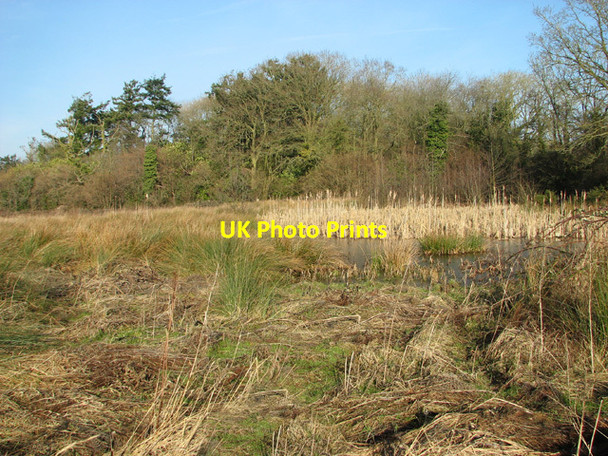 Photo 6"x4" Rushes in pasture by Moegoe's Plantation Hengrave\/TG1319 c2015