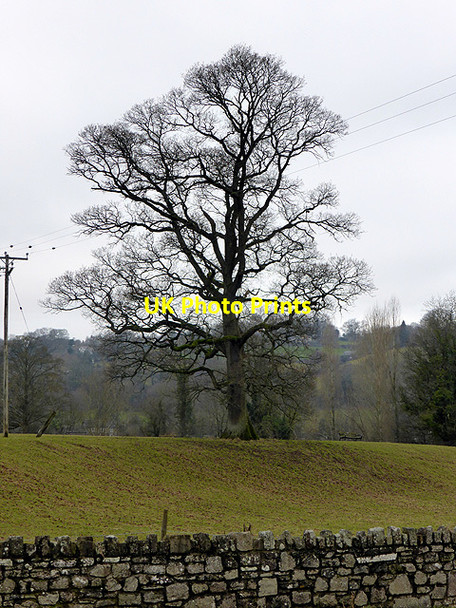 Photo 6"x4" Oak tree by Crickhowell Bridge Crickhowell c2015