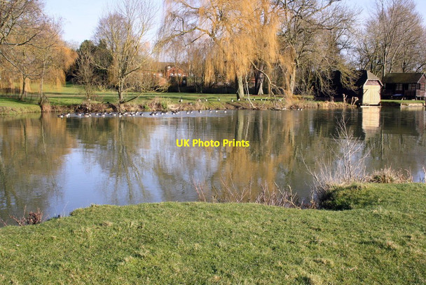 Photo 6"x4" Geese on The Thames Burcot\/SU5695 c2015