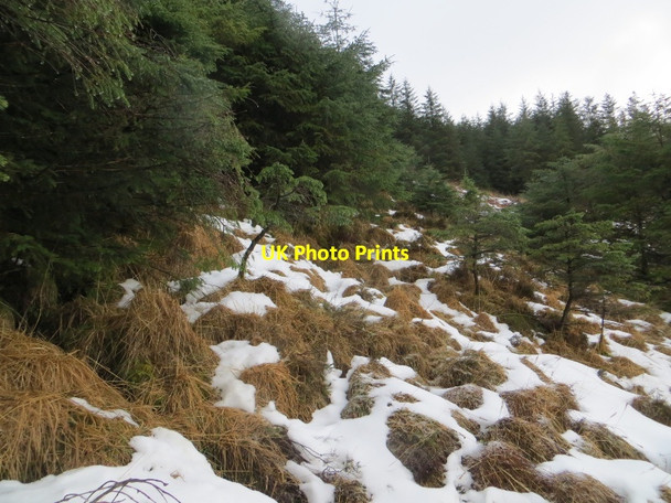 Photo 6"x4" Forestry, Glen Creran Allt Eilidh c2015