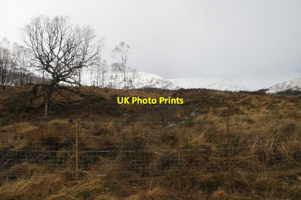 Photo 6"x4" Woodland restoration Fasnacloich c2015