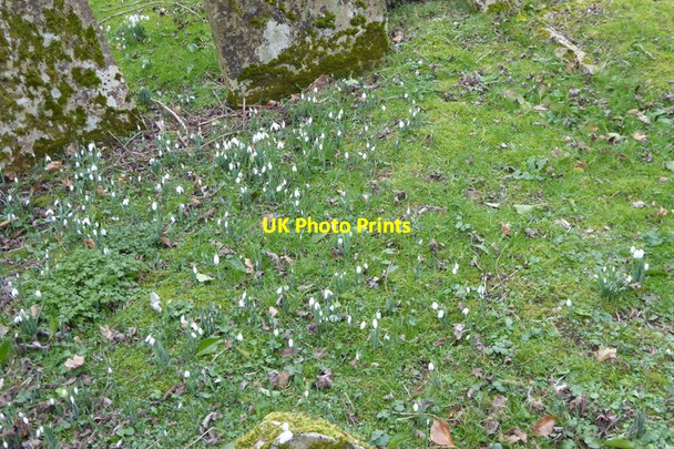 Photo 6"x4" Snowdrops at Catherington Horndean\/SU7013 c2015