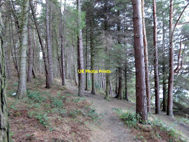Photo 6"x4" A walk in the woods at Langsett Upper Midhope c2015