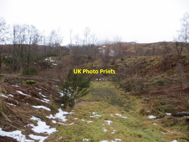 Photo 6"x4" Woodland, Glen Dochart Ardchyle c2015