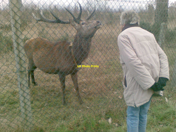 Photo 6"x4" Friendly Deer on the Chobham Ridges ranges Camberley c2015