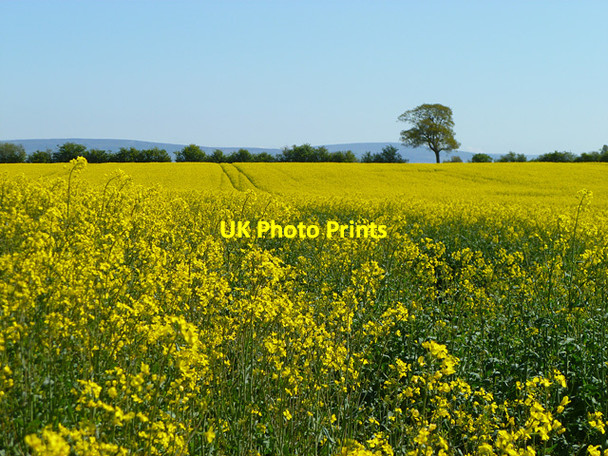 Photo 6"x4" Farmland, Durdar, St Cuthbert Without Durdar c2011
