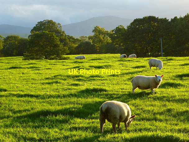 Photo 6"x4" Pasture, Skelton Hurst\/NY4140 c2013
