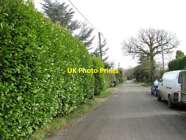 Photo 6"x4" Hedge beside Threadneedle Street Bergh Apton c2015
